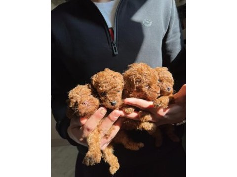 Toy poodle puppy