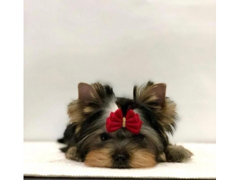 Mini minnak yorkshire