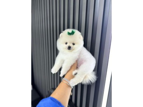 Pomeranian teacup beyaz erkek