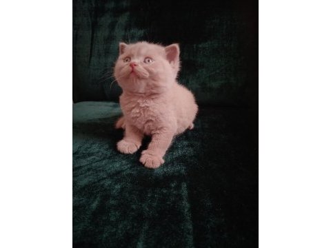 Safkan fawn british shorthair erkek