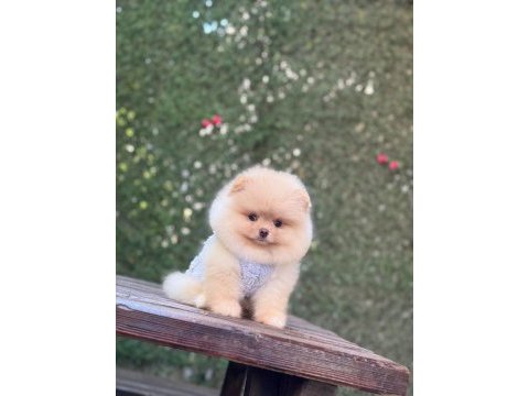 Irk ve sağlık garantili pomeranian boo köpeği