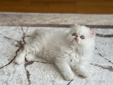 Maviş british longhair kızımıza yuva arıyoruz