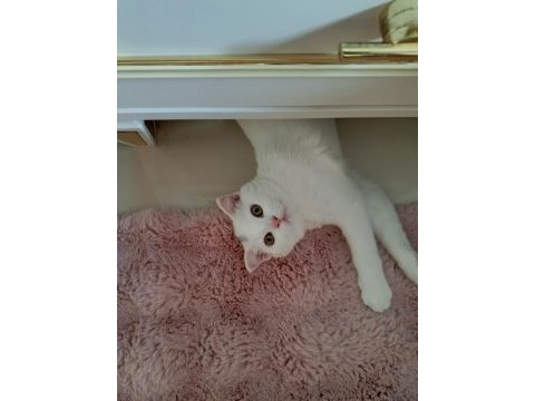 Beyaz scottish fold