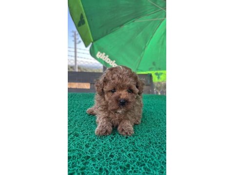 Kore kan toy poodle dişi bebek
