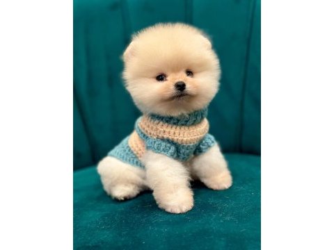 Pomeranian boo yavruları