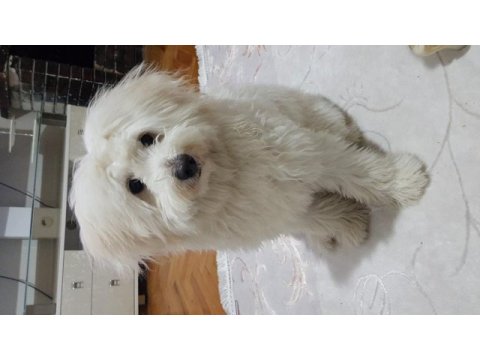 Ama çok şeker maltese