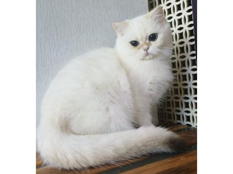 British shorthair ny 12 33 erkek