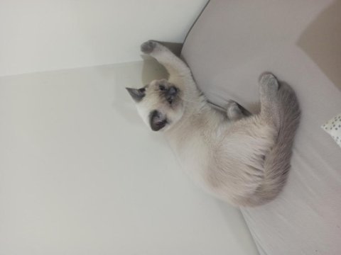 Dişi blue point british shorthair