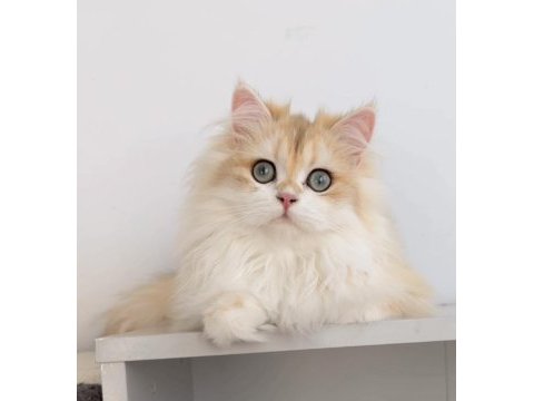 Blh 6 aylık erkek british longhair