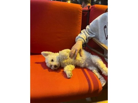 Minnak 0 numara kızım terrier