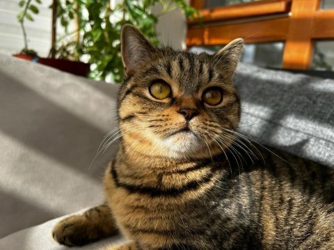 Scottish straight golden tabby
