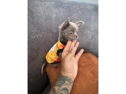 Micro boy en kaliteli şivava yavrular