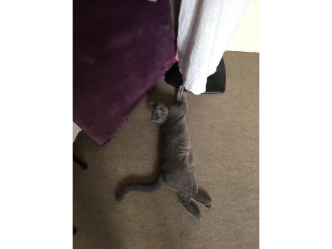 British shorthair
