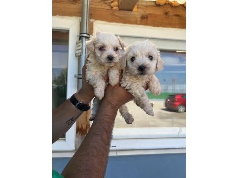 Maltipoo adrese teslim, kapıda ödeme yapabilirsiniz