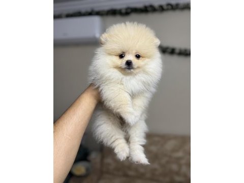 Pomeranian kg garantili yavrularımız