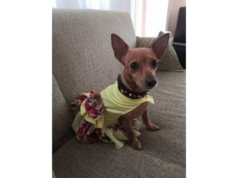 Minyatür pinscher yavrularımız sahiplendirilecek