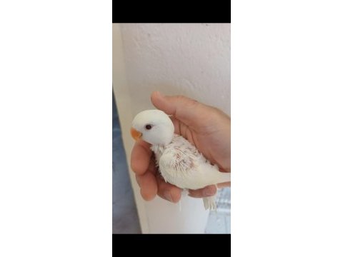 Yavru sevda papağanı