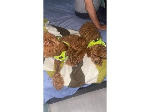Poodle köpeği