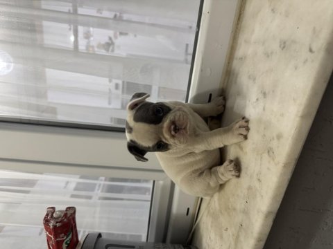Blue piet french bulldog