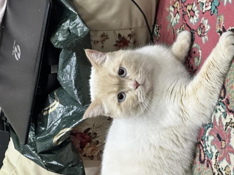 Beyaz gözlü erkek british shorthair