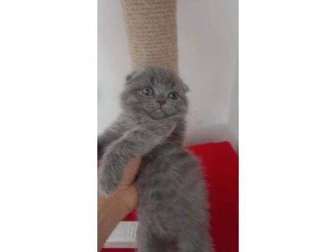 Teslime hazır bebek kedilerim