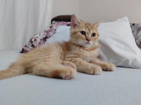 15 mayıs doğumlu british shorthair