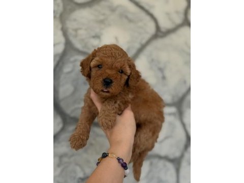 Şekeri tadında poodle köpekler