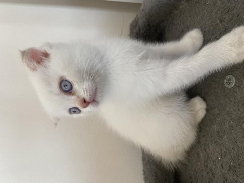 Yavru british shorthair