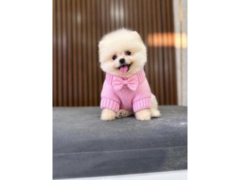 Show kalite pomeranian boo yavrular