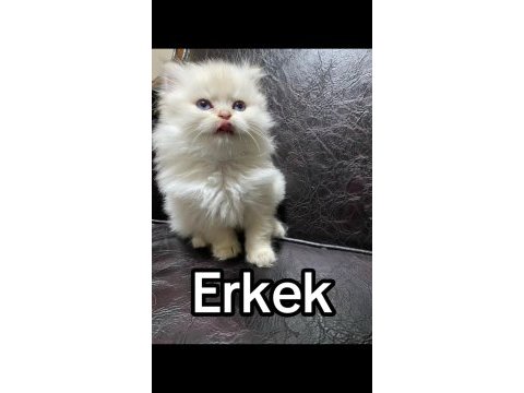 British shorthair yavrularımız