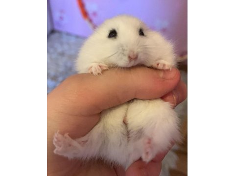 Hamster gonzales yavruları heryere gönderim