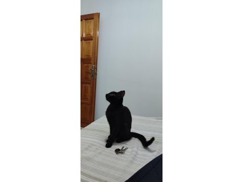 Ücretsiz sahiplendirme tekir