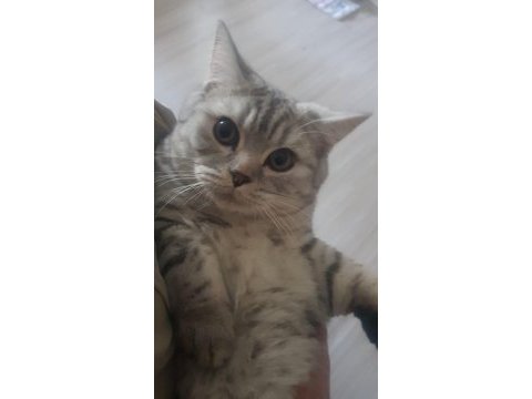 British shorthair kedisi