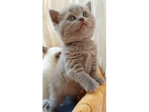 Yavru eiğitimli birbirinden sevimli kedilerimiz
