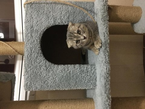 Yavru scottish fold tabby
