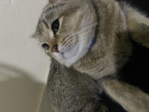 8 aylık british shorthair kedim