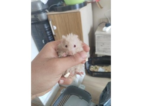 Yavru hamster duman ve karamel renkler