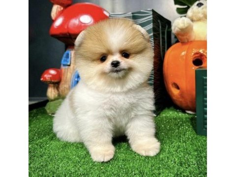 Ayı surat pomeranian boo