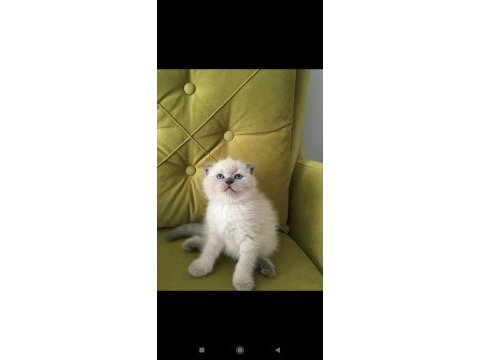 Scottish fold blue point dişi