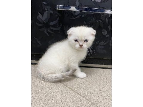 Scottish fold blue point gold