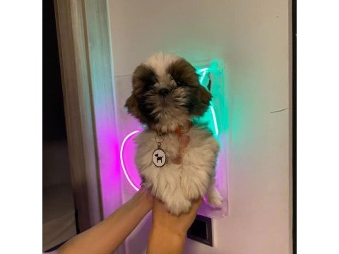Safkan shih-tzu bebekler