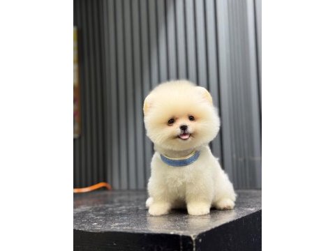 Sağlık ve ırk garantili pomeranian köpeği
