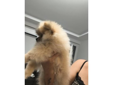 Pomeranian boo oyuncu ve orjinal