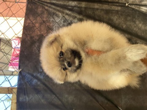 Dişi pomeranian yavrumuz