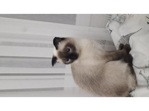 Siyam mix dişi kedimizi sahiplendiriyoruz 2 yaşında