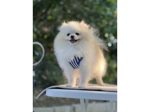 Kutup ayısı pomeranian boo