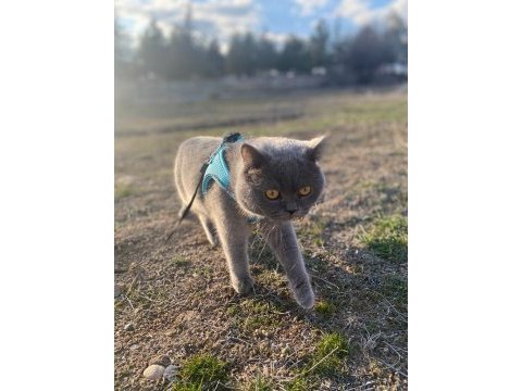 1 yaşında british shorthair gri