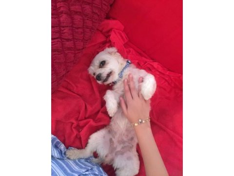 Maltese terrier dişi kısır