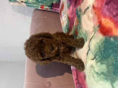 Toy poodle bebekler
