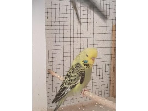 Show jumbo muhabbet kuşu yavrular